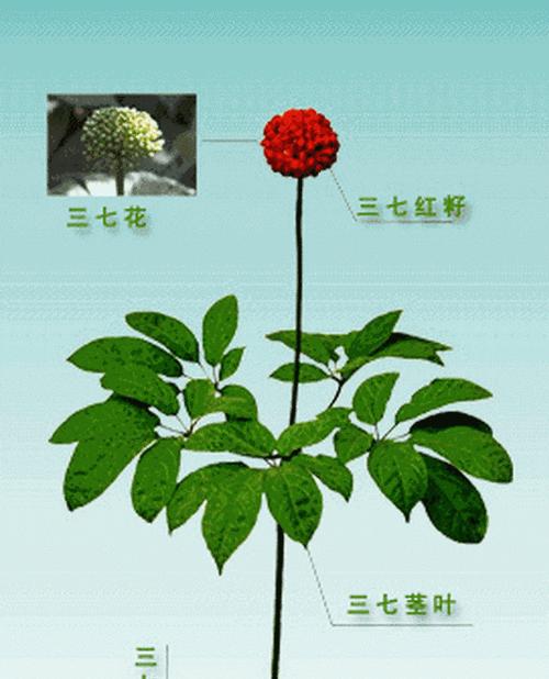 揭秘田七的真实面目（探寻田七的形态）