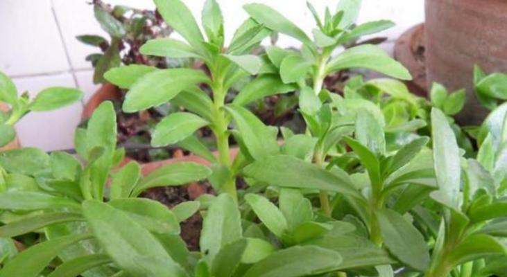田七与穿心莲：探究同一植物的不同名字