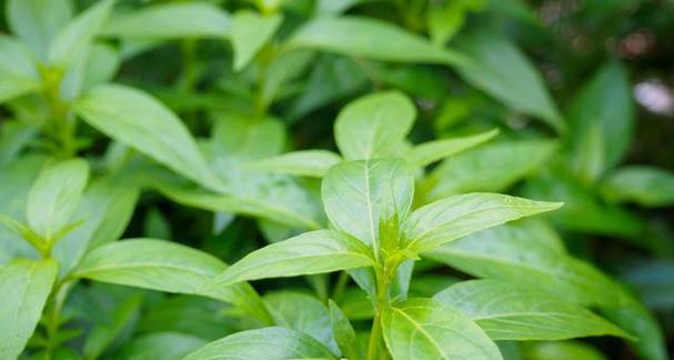 田七与穿心莲：探究同一植物的不同名字