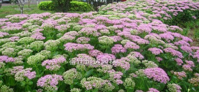 田七开花的奥秘（探究田七开花的时间）