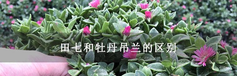 田七开花的颜色与寓意（揭秘田七开花的神秘之美）