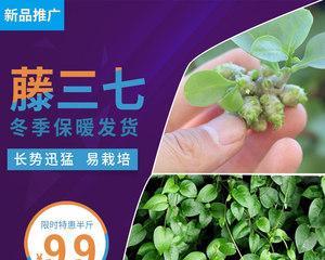 田七可净化空气，有助于降低甲醛含量（探究田七对室内空气污染的治理作用）