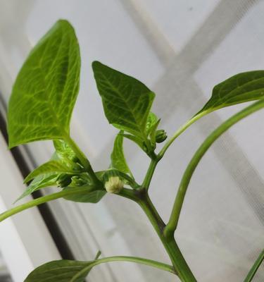 花椒花开的美丽与寓意（探秘花椒花的绚丽开放时刻及其象征意义）