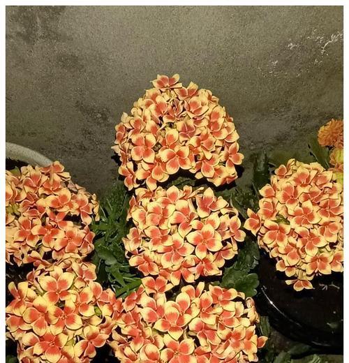 以花开爆盆——养花爆盆的方法与技巧（打造花园中的绚丽风景）