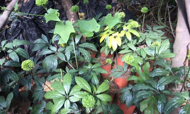 田七盆栽的种植和养护指南（掌握种植技巧）