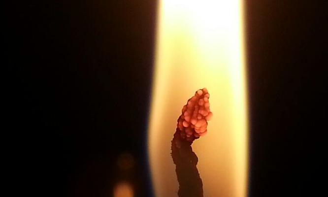花烛花语的寓意与象征（以花烛为媒介）