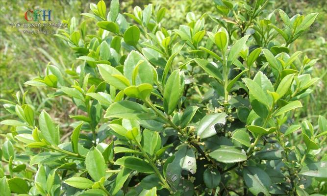 田青——一种草本植物的生态与特征（认识田青）