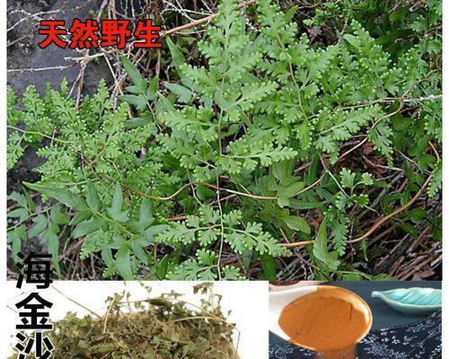 田青——一种草本植物的生态与特征（认识田青）