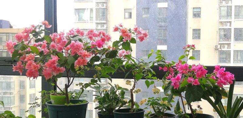 田园土的花卉种植指南（如何利用田园土种植美丽花卉）