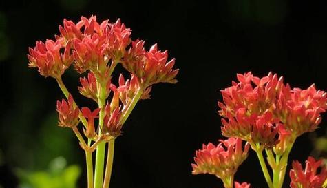 黄金兰之美（花语传情）