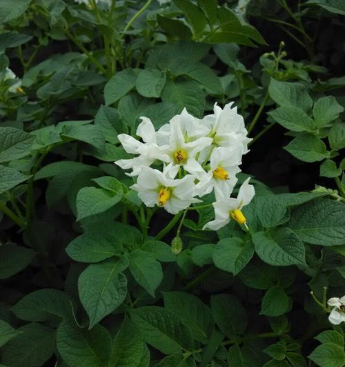 田园土种植花卉植物（选择适合田园土的花卉植物）