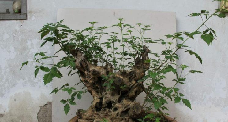 黄荆盆景的风水寓意（以黄荆树的风水作用为主题的探讨）