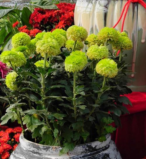 黄菊花的象征意义（揭示黄菊花的文化内涵和象征意义）