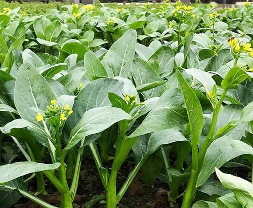 甜菜的种植条件地理适合生长的地区（了解甜菜生长的必备知识）