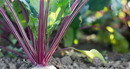 甜菜根收获时间及成熟期解析（了解甜菜根生长过程）