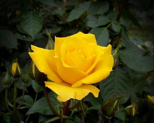 黄玫瑰的花语及代表意义（黄玫瑰花语传达的美好祝愿与情感）