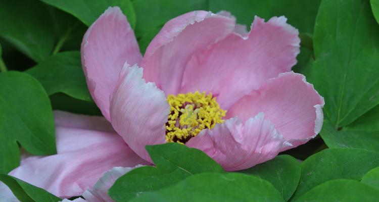 黄牡丹花的寓意与象征（探寻黄牡丹花的深层意义与文化内涵）