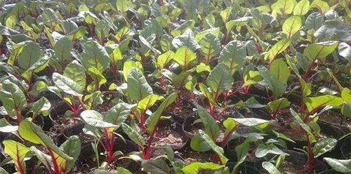 甜菜块茎的繁殖与种植方法（从萌芽到收获）