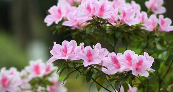 黄山市花杜鹃花的象征与意义（探秘黄山市花的美丽传说与文化内涵）