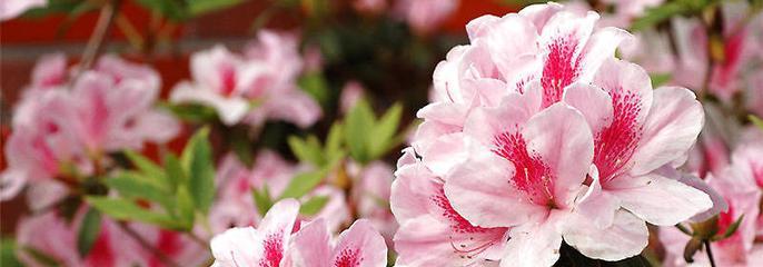 黄山市花杜鹃花的象征与意义（探秘黄山市花的美丽传说与文化内涵）