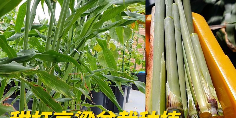 甜茎蔗种植指南