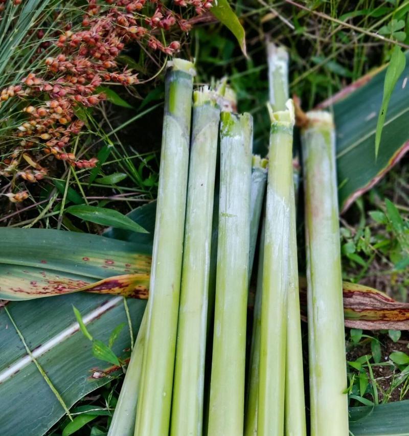 甜茎蔗种植指南
