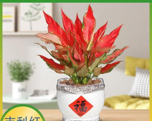 吉利红开花之美——花开时间与寓意（吉利红花开之姿）