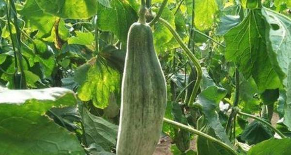 甜瓜成熟季节（探究甜瓜的生长及成熟过程）