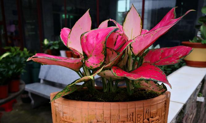 吉利红开花之美——花开时间与寓意（吉利红花开之姿）