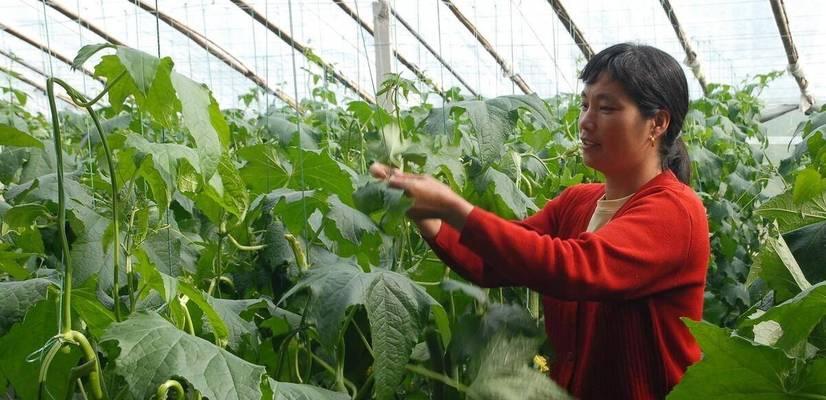 甜瓜的打顶时间及方法（掌握甜瓜打顶技巧）