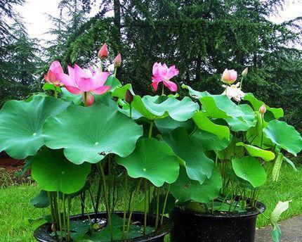 荷花风水寓意及忌讳，助您家中吉祥如意（家里养荷花）