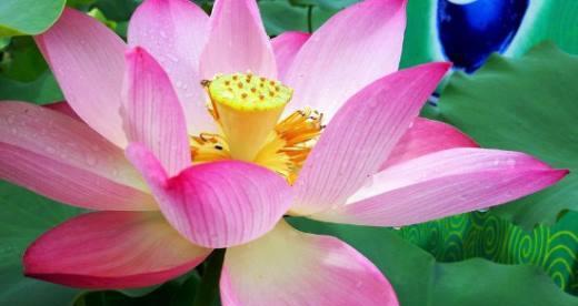 荷花风水寓意及忌讳，助您家中吉祥如意（家里养荷花）