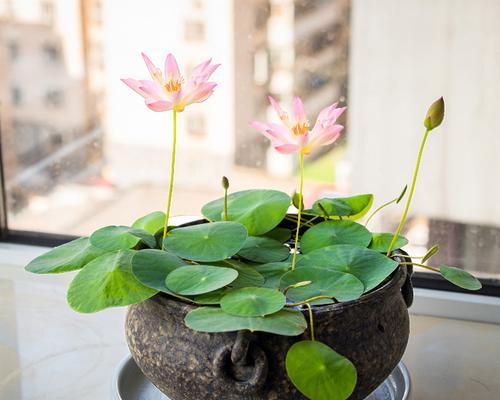 荷花风水寓意及忌讳，助您家中吉祥如意（家里养荷花）
