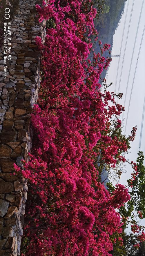 江门市花——杜鹃花的花语寓意（江门市杜鹃花的美丽与意义）