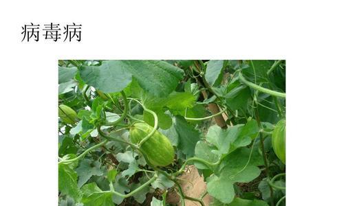 甜瓜花叶病的防治方法（了解甜瓜花叶病的症状）