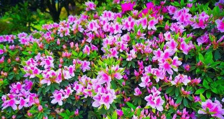 江门市花——杜鹃花的花语寓意（江门市杜鹃花的美丽与意义）