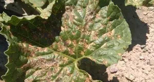 甜瓜花叶病的防治方法（了解甜瓜花叶病的症状）