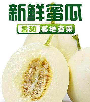 甜瓜何时成熟上市？——了解甜瓜的生长周期与采摘时间节点