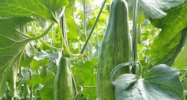 甜瓜的最佳种植月份：选择适宜的时间，让甜瓜生长更健康