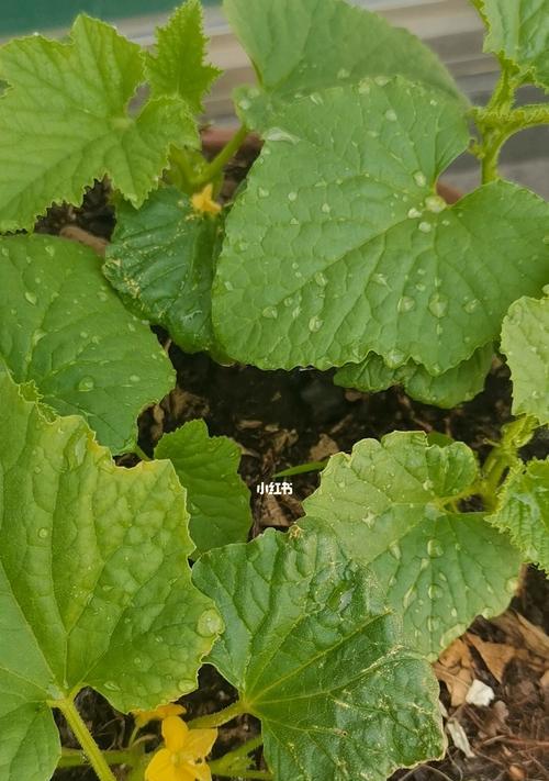 甜瓜如何在花盆里种植（甜瓜花盆种植技巧）
