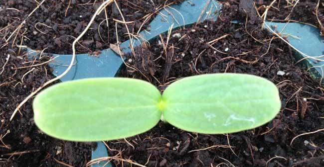 甜瓜如何在花盆里种植（甜瓜花盆种植技巧）