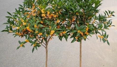 金桂的花开寓意与开花季节（金桂花的美丽寓意与魅力）