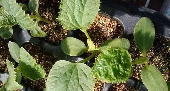 甜瓜如何在花盆里种植（甜瓜花盆种植技巧）
