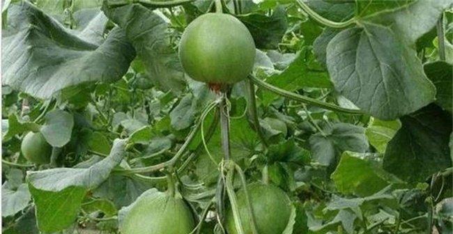 南方甜瓜种植详解（甜瓜生长条件）
