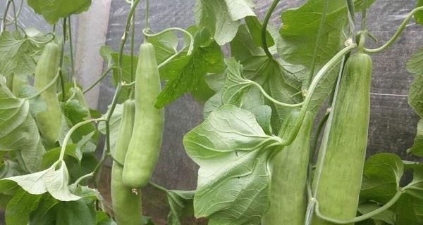 南方甜瓜种植详解（甜瓜生长条件）