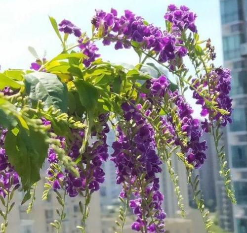 金露花的花语和寓意（揭开金露花的花语和寓意）