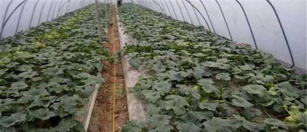 甜瓜高产追肥全攻略（什么时候追肥）