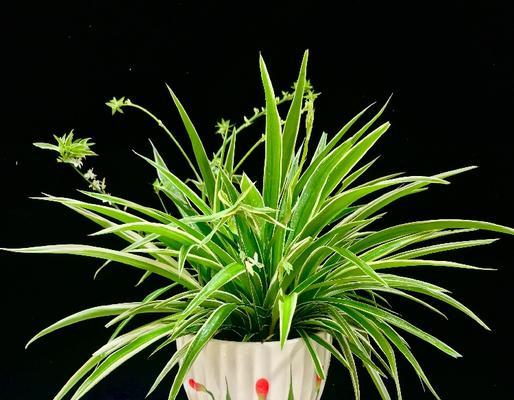以金心吊兰开花寓意与养护技巧（打造温馨生活）