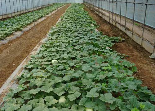 甜瓜种植指南（时间、方法、技巧）