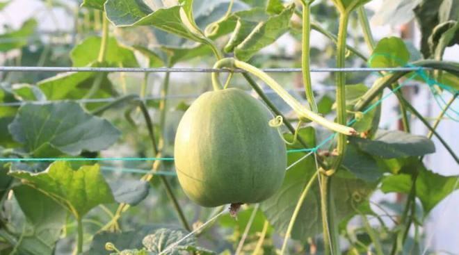 甜瓜种植指南（时间、方法、技巧）